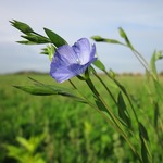 Echter Lein