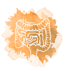 Verdauungssystem